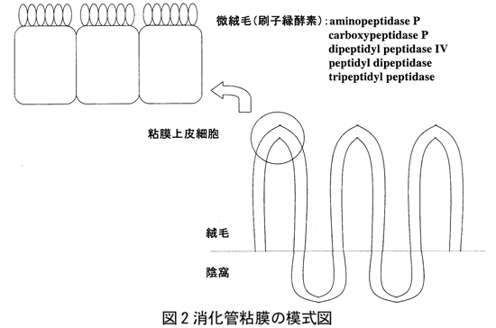 図2 消化管粘膜の模式図